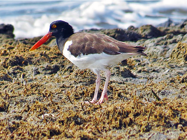 American Oystercatcher Photo by Keith Watson